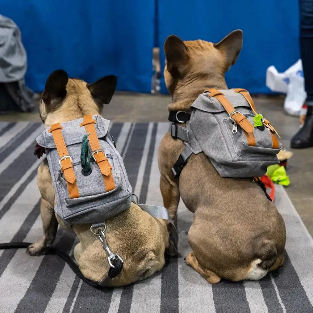 Schnauzer and French Bulldog Dog Bag - Self Backpack - Small Schoolbag Style Denim Dog Backpack - Backpack for Dog Items