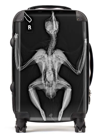 X-Ray Bird Suitcase / Luggage